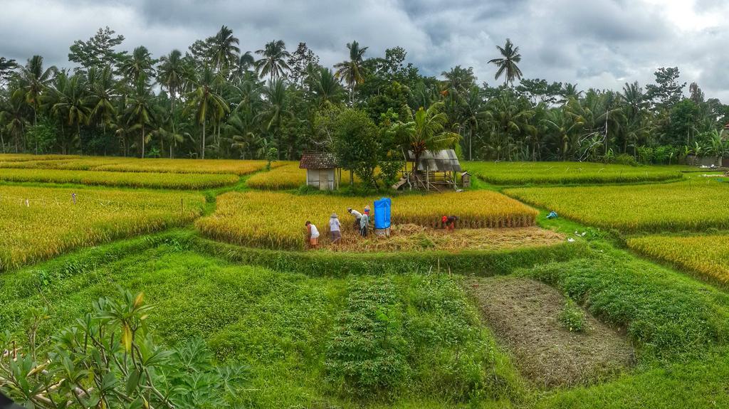 Wayan Garden Otel Ubud Dış mekan fotoğraf
